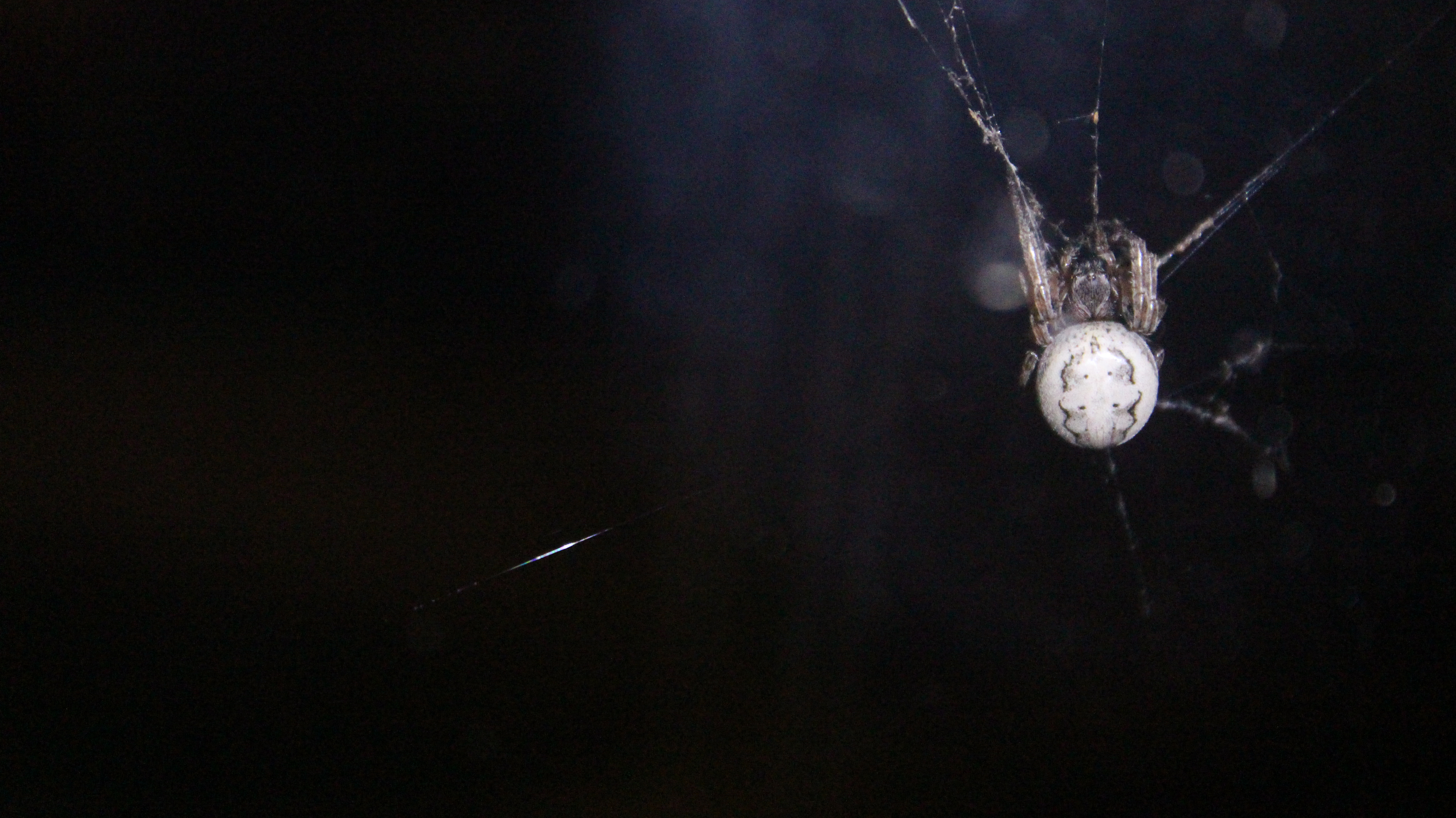 Orb Weaver in Indy