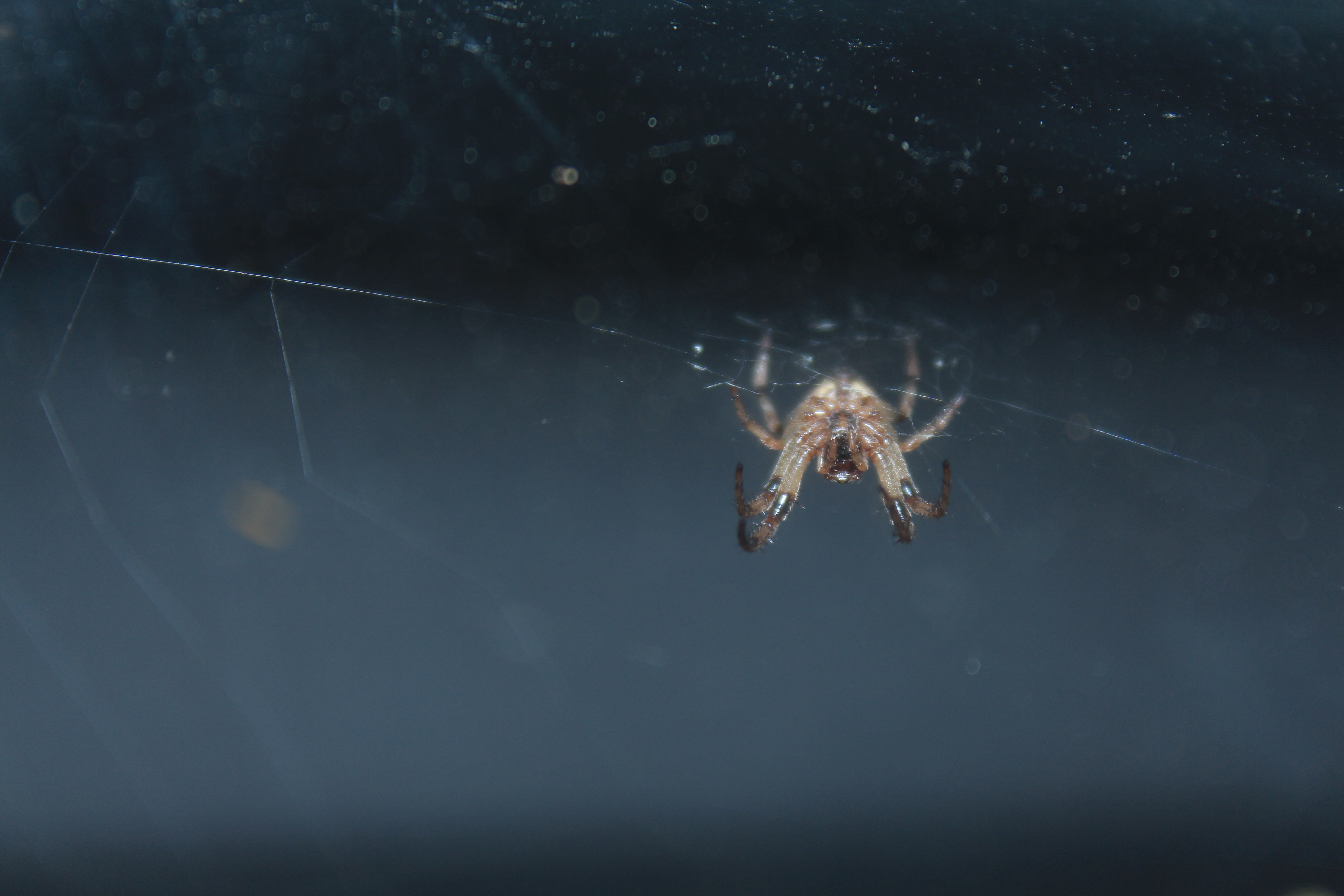 Orb-Weaver in Pennsylvania